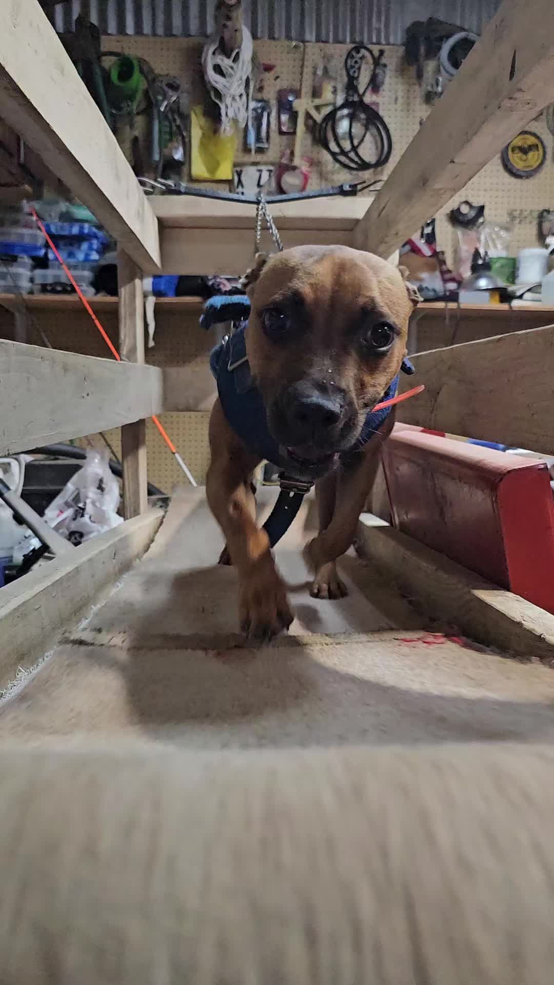 @RedCreekKennels