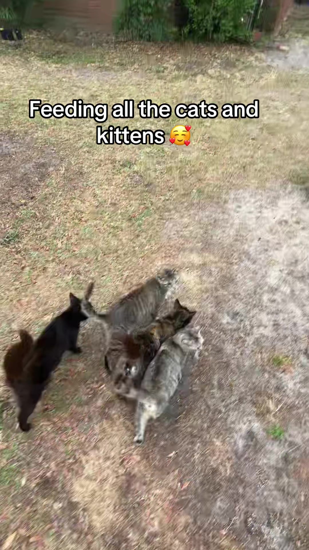@Cats cats cats