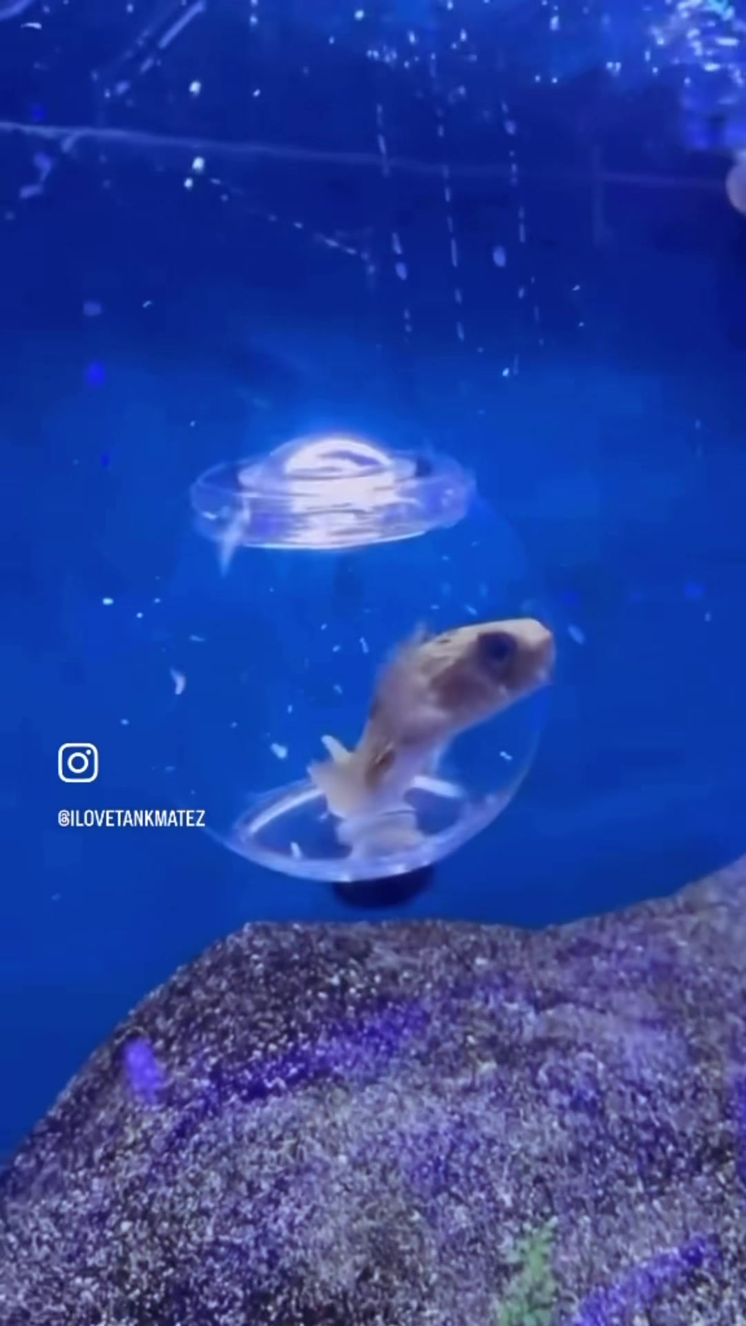 @Tankmatez.com USA