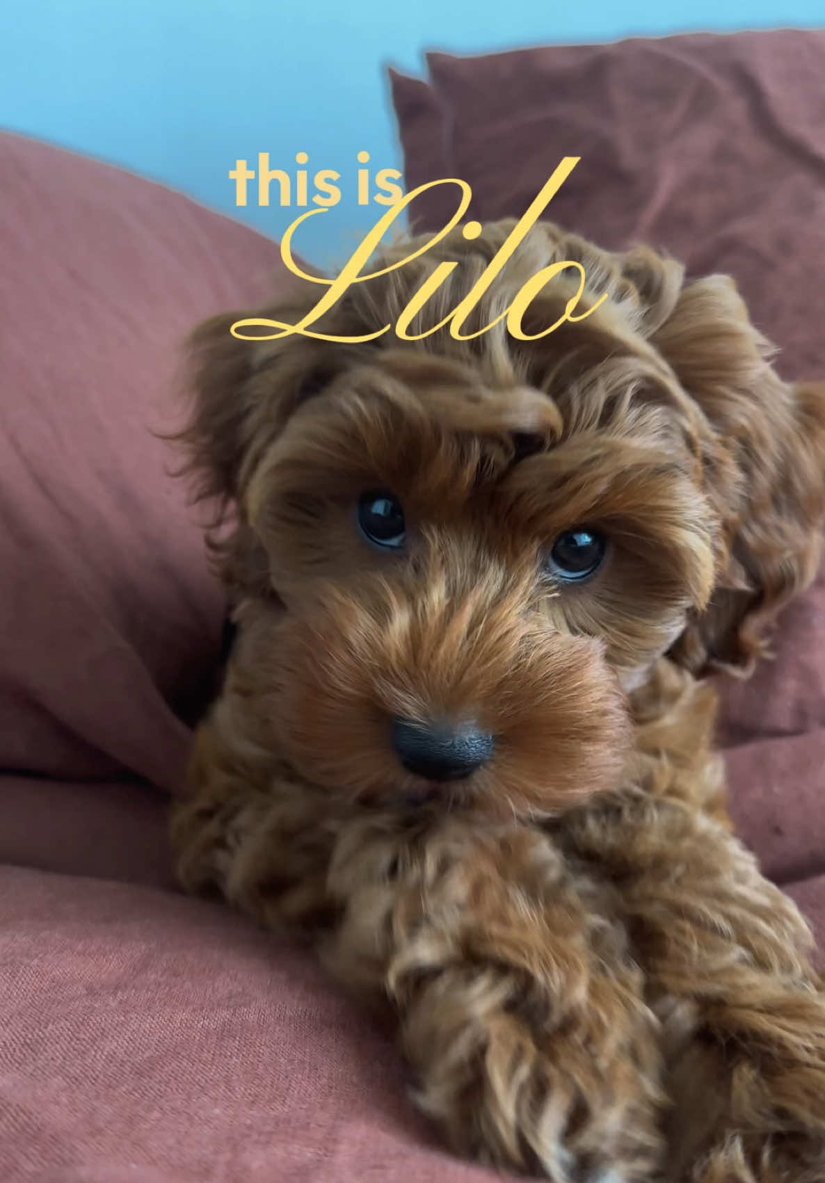 @Lilo The Cockapoo