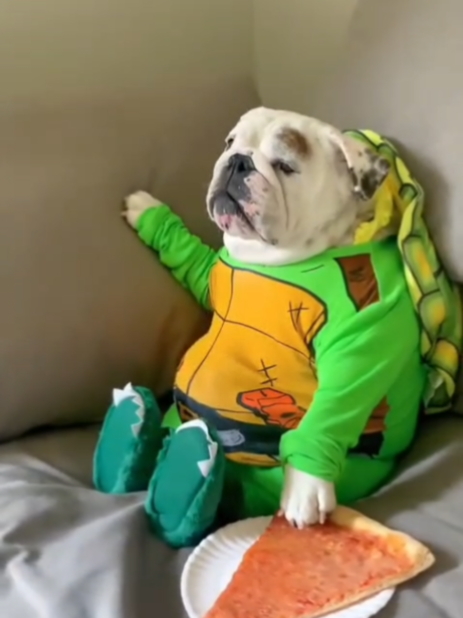 @thedogmeme