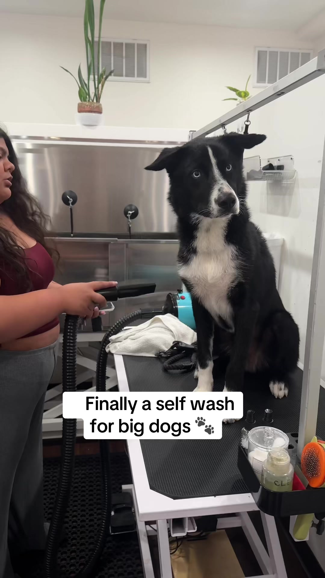 @dogwashla