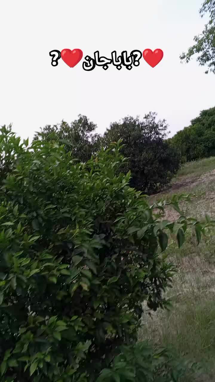 @Muzamil Hayat