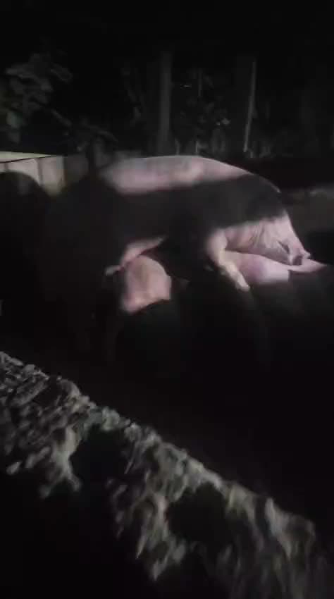 @GRANJAPORCINA RODRIGUEZLOBO 🐖