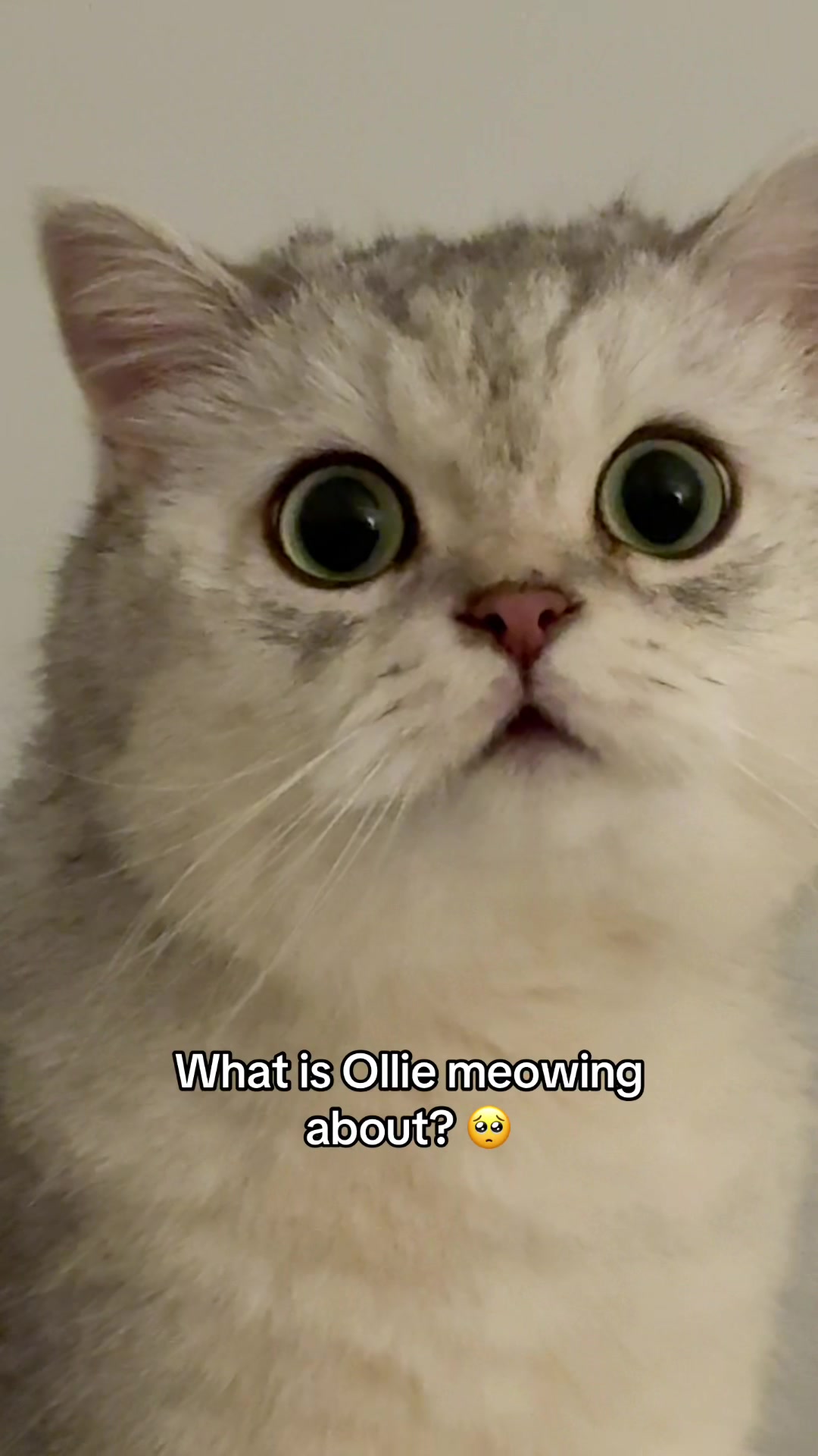 @Ollie the Cat