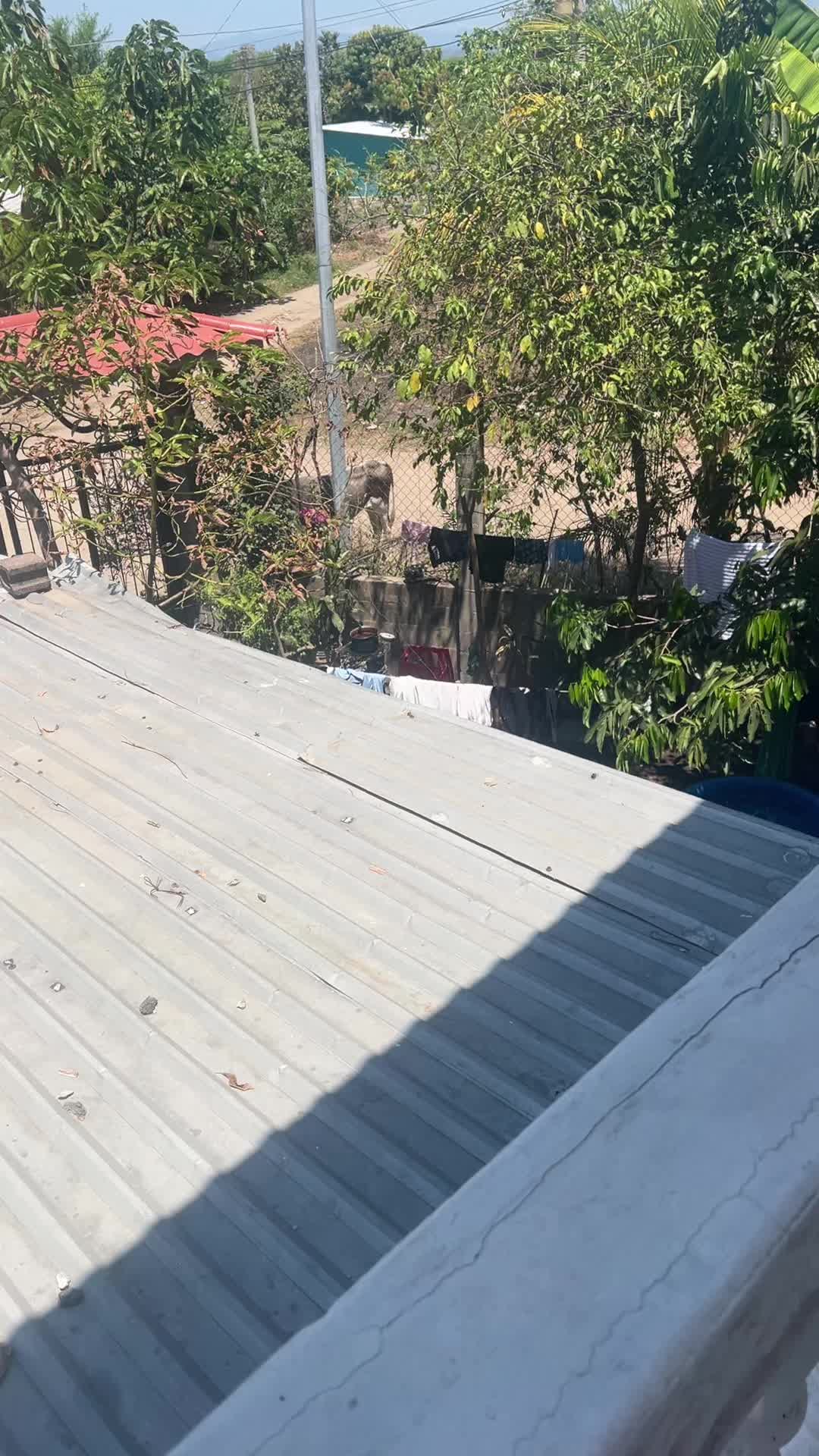 @abrego 503 🇸🇻🇸🇻