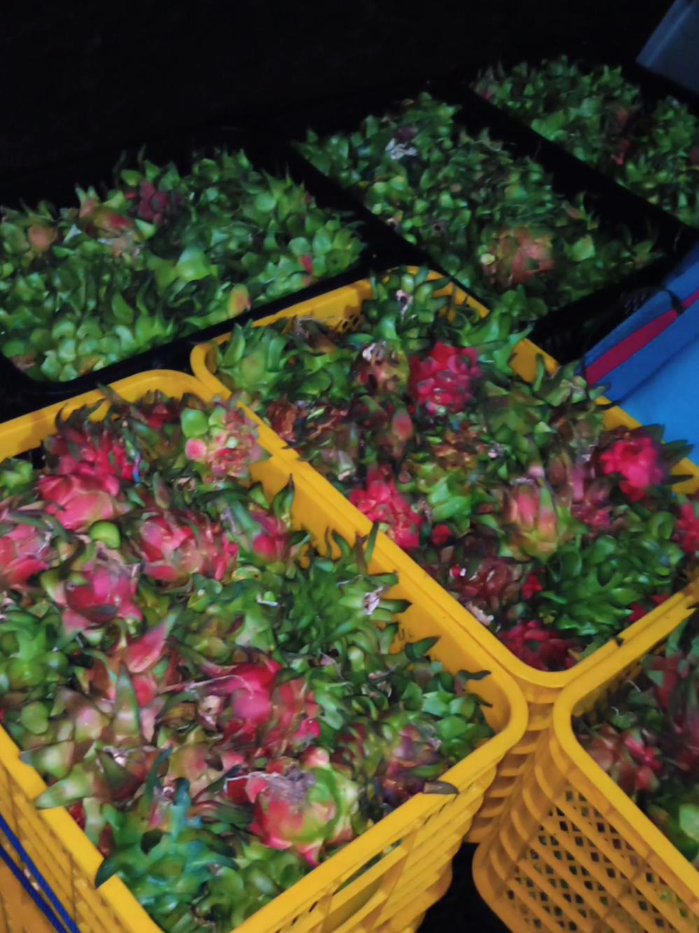@Pecinta Buah PKY