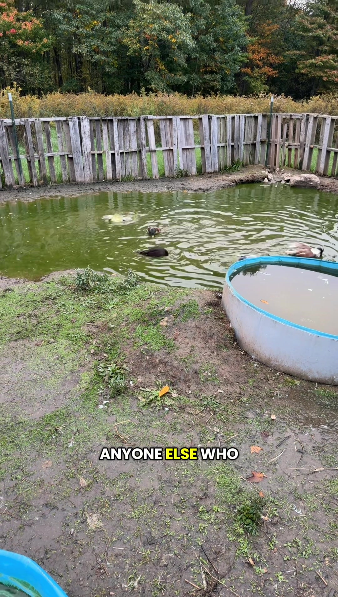 @ThatWitchyChickenMama/Catlady
