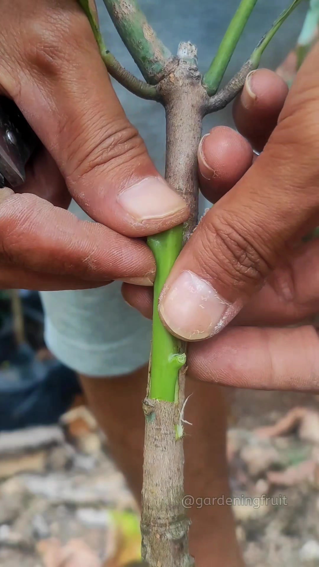 @GardeningFruits