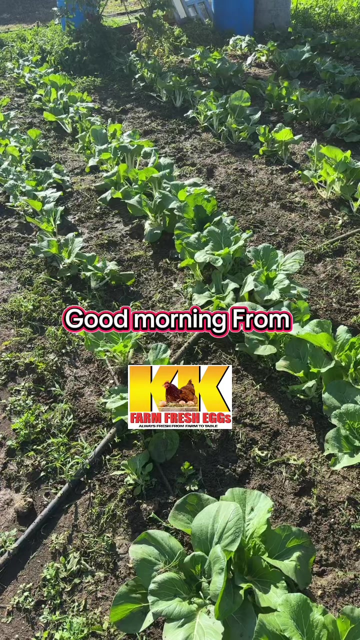 @KK Farm Fresh LTD.🇯🇲