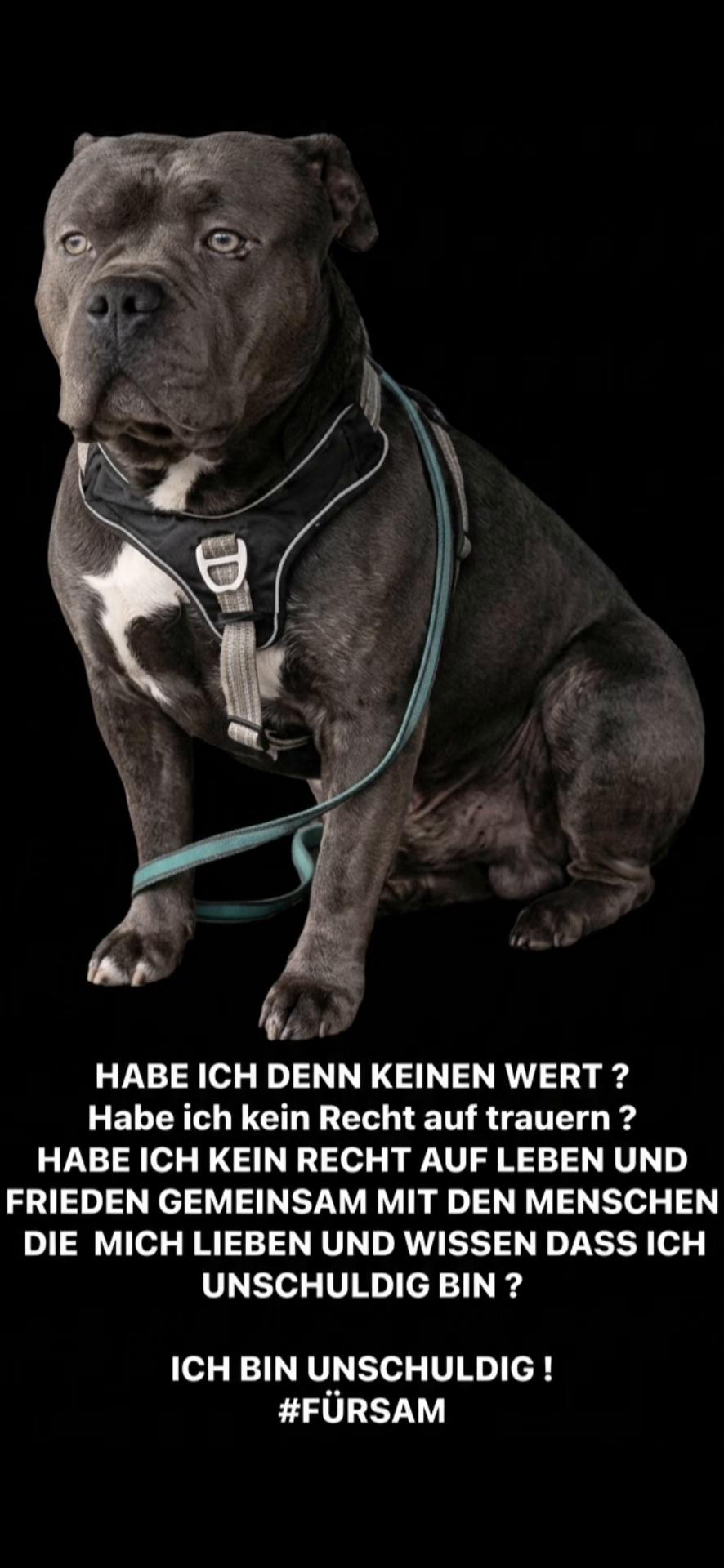 @daxter_the_bulldog