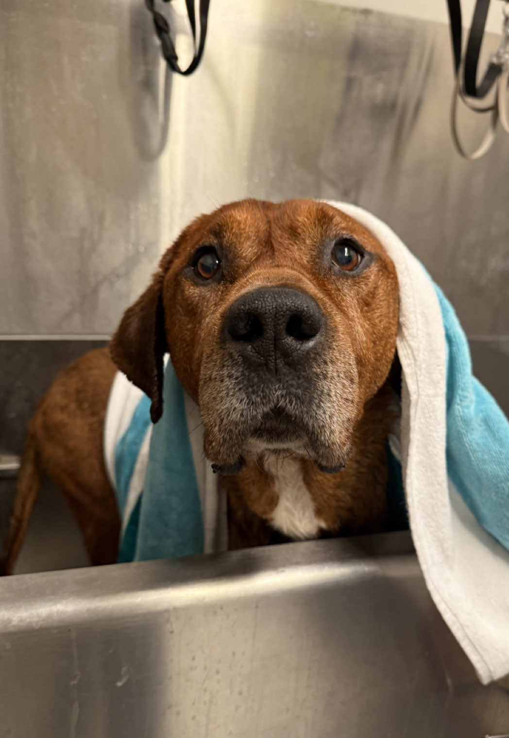@sftsanimalrescue