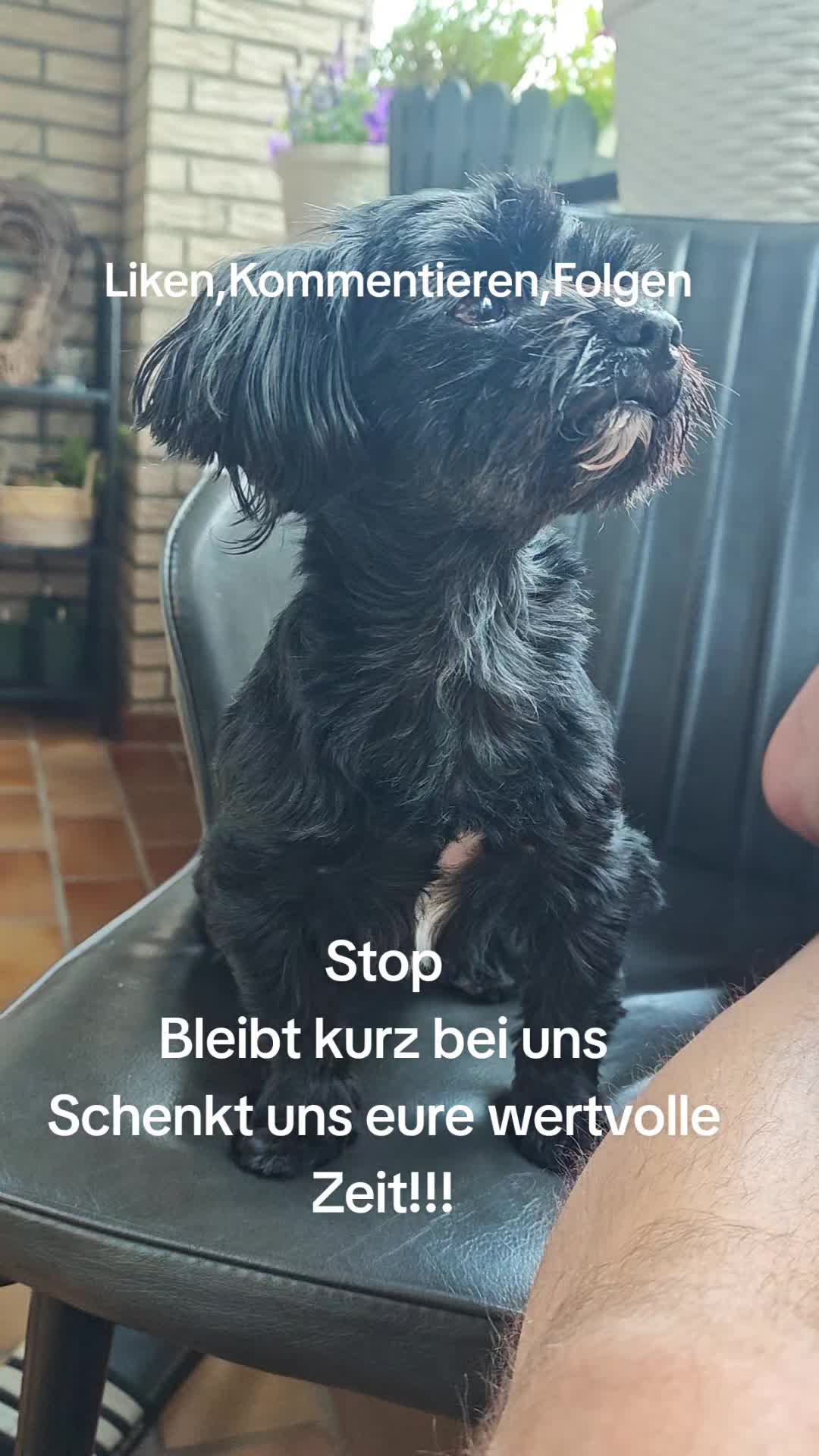 @P&ouml;ppi