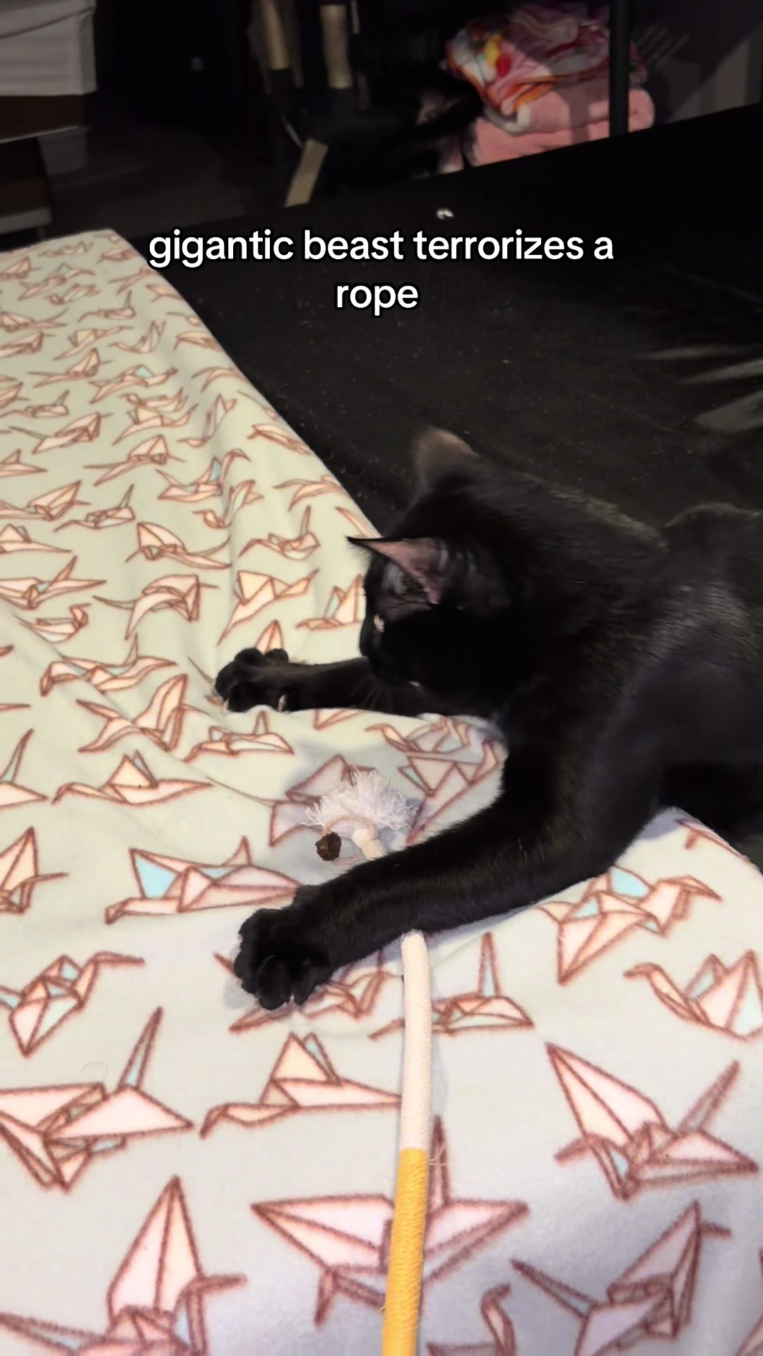 @Pickle 🐈⬛ & Izzy 🐅