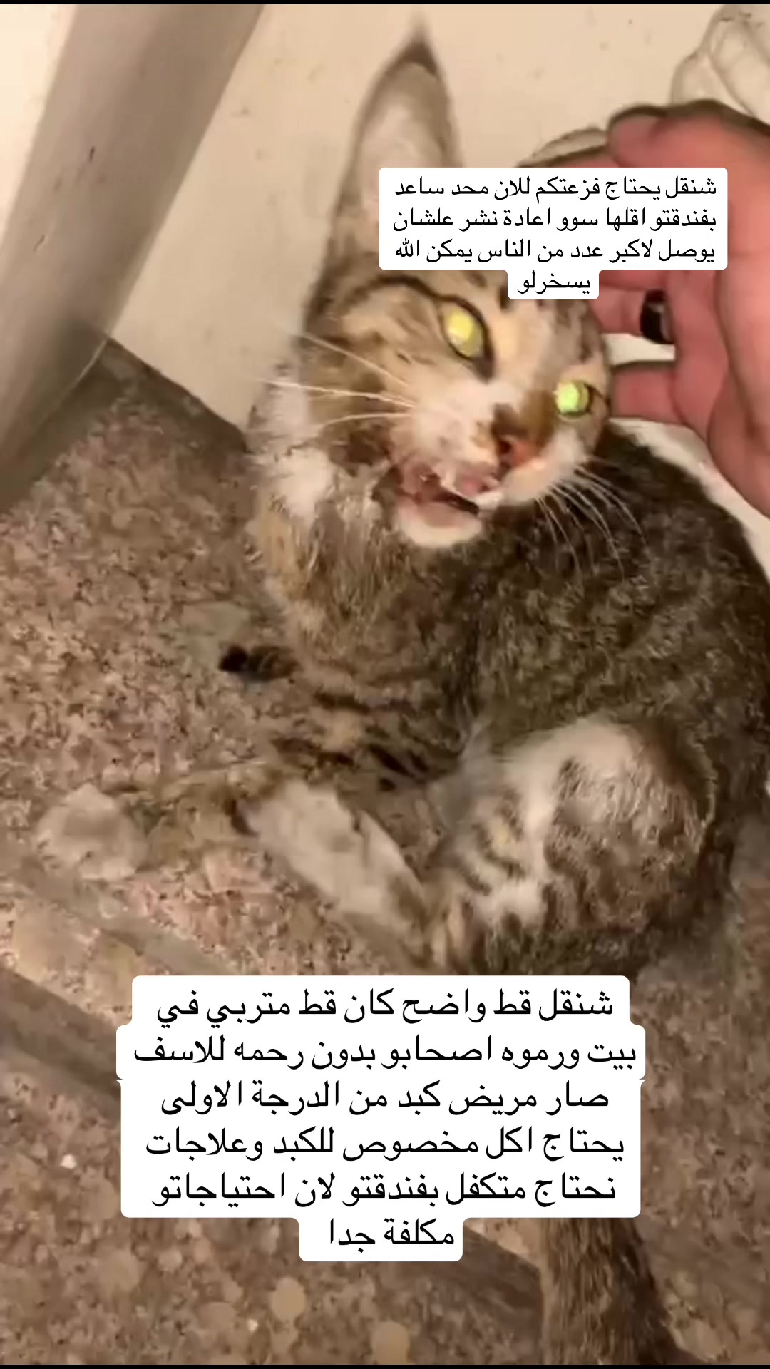 @لولو الحسني🇸🇦🫀