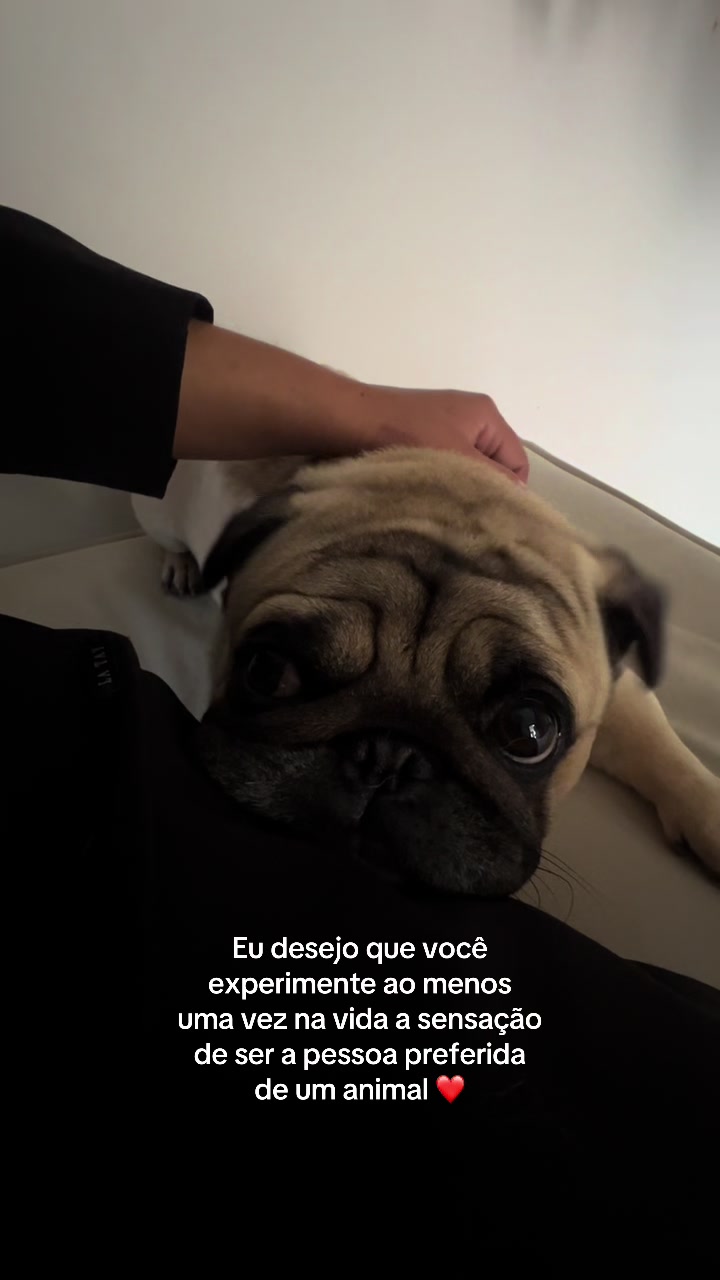 @pugSofyHarry