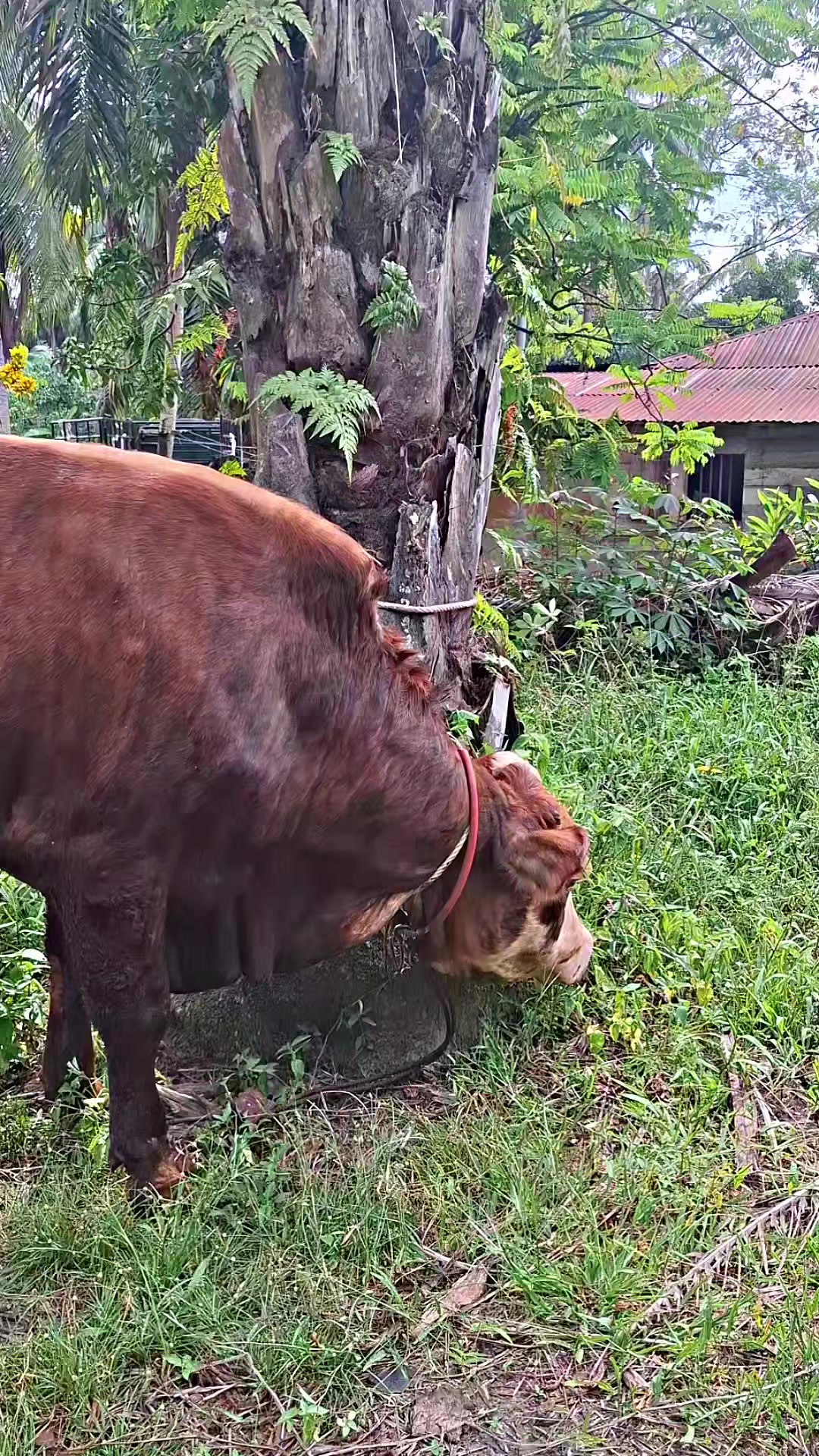 @Adzi BRAHMAN GROUP 447