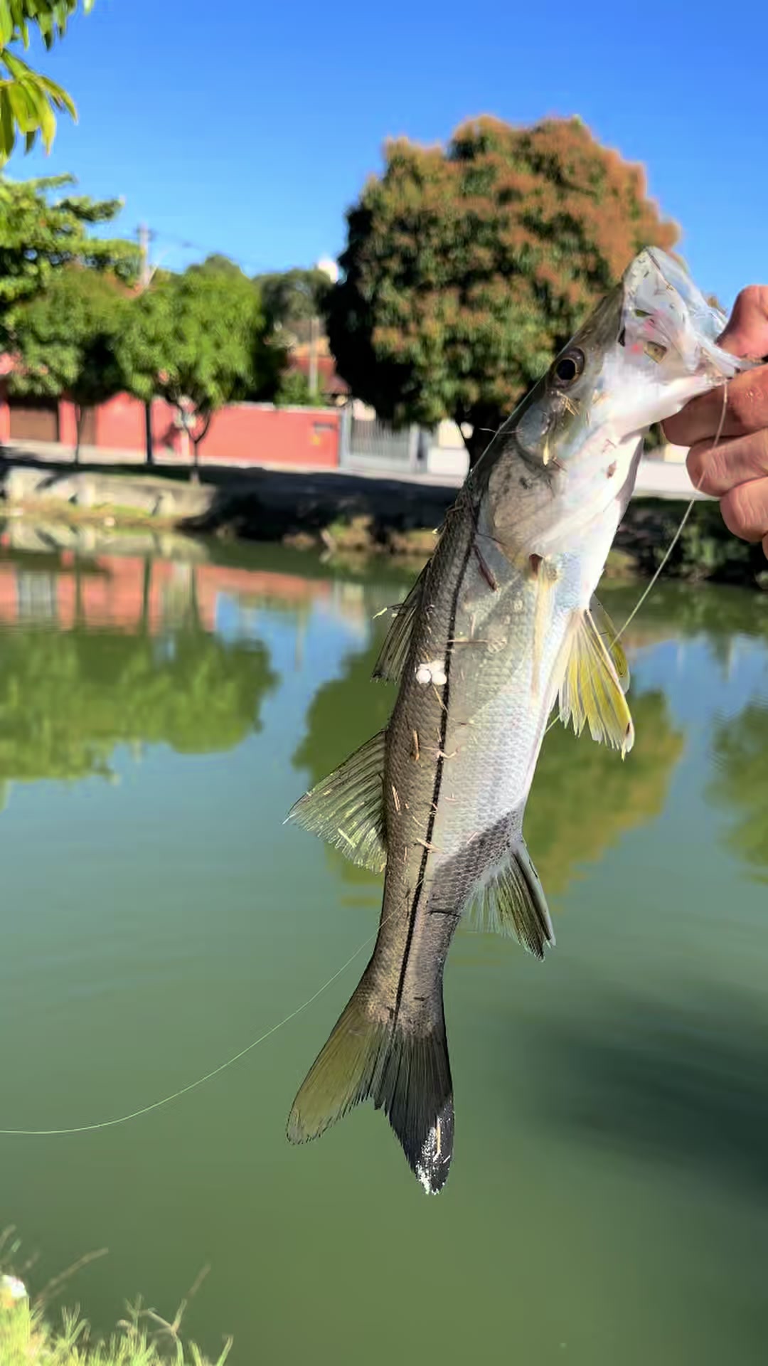 @Bideu Fishing