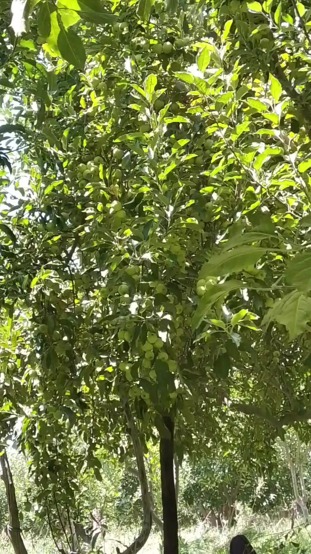 @wali khan
