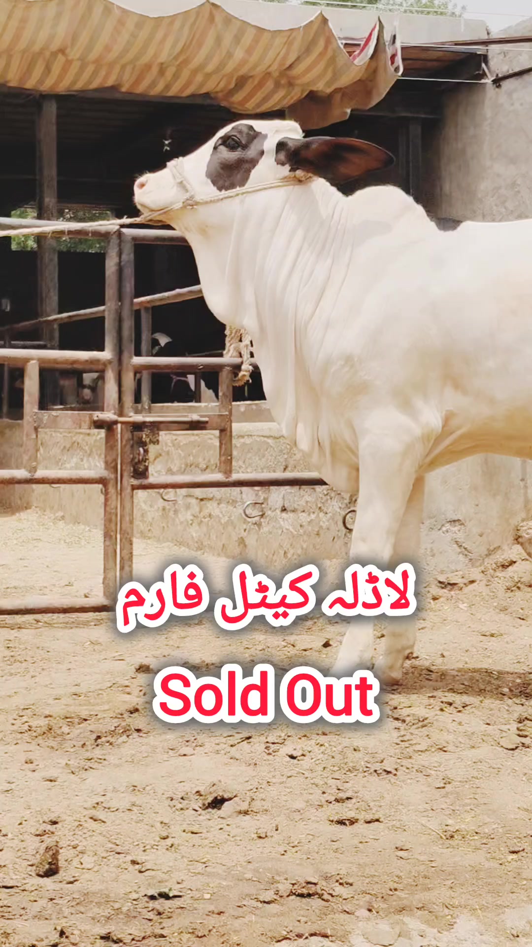 @shehzada