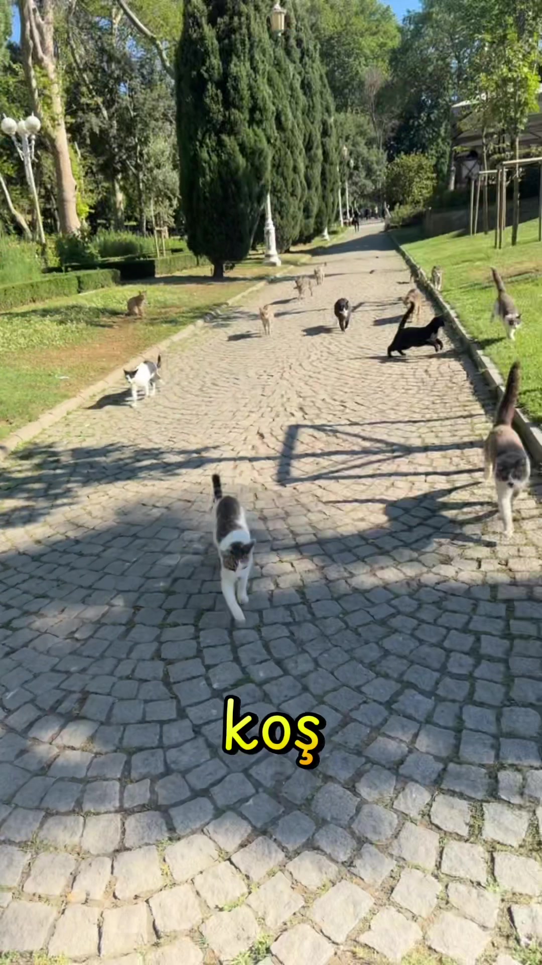 @Salim Kuntoğlu