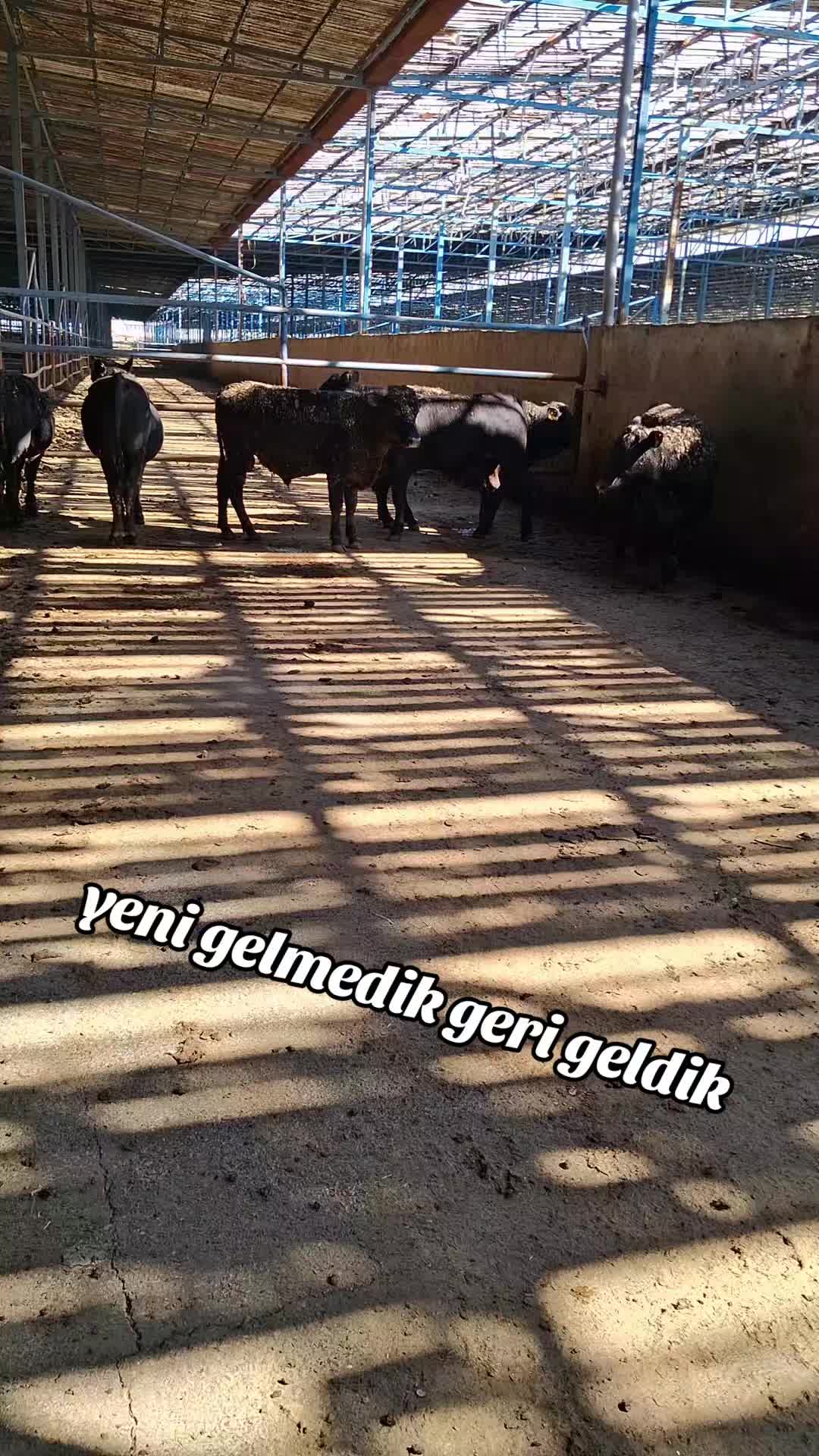 @fenomen besici