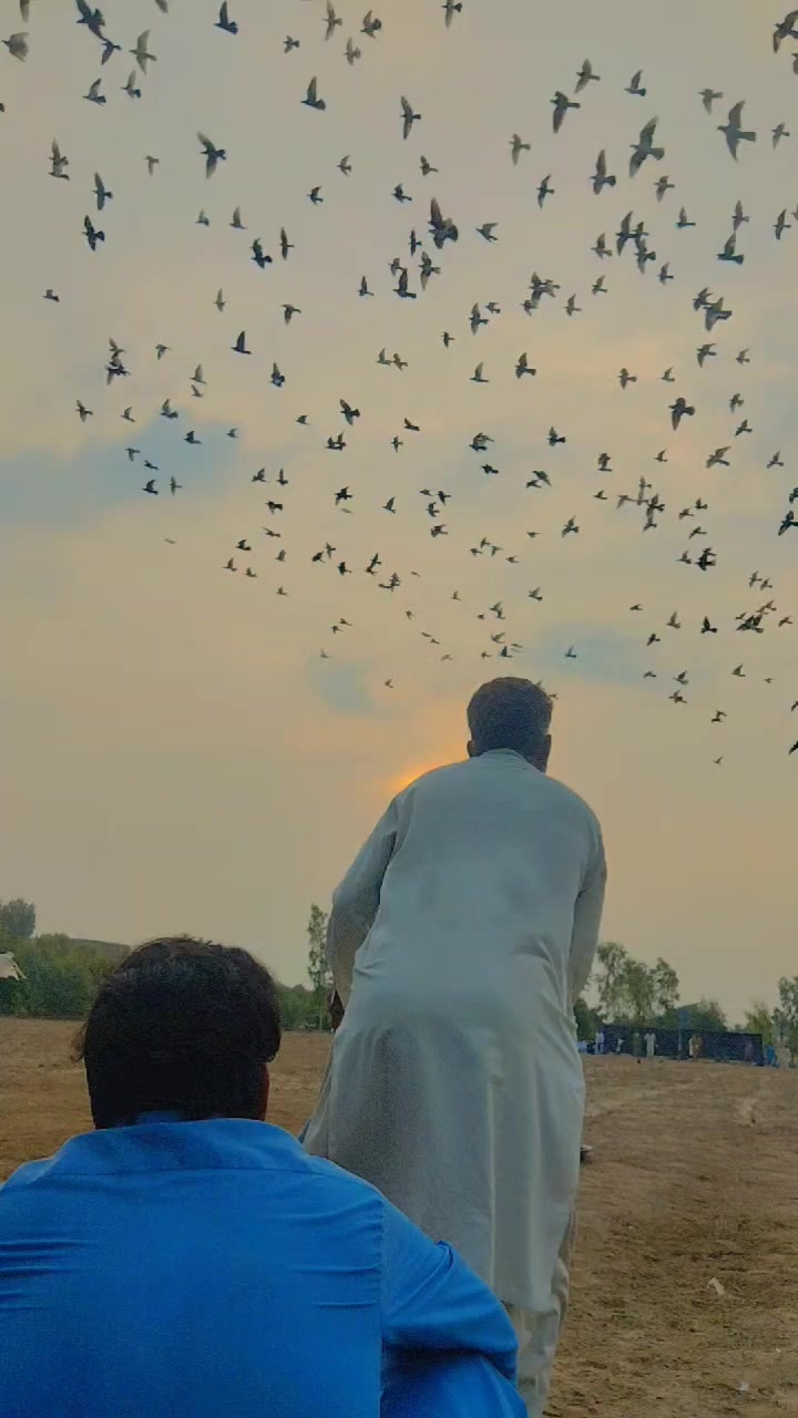 @عدیل رحمن لیہ وال کبوتر باز