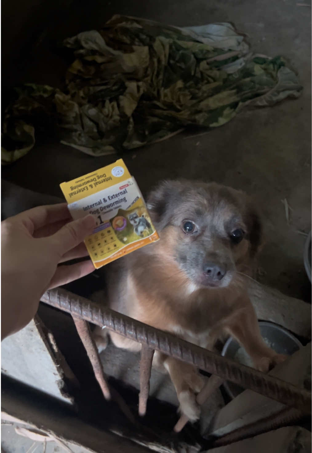 @Ba bé mèo và một bé chó