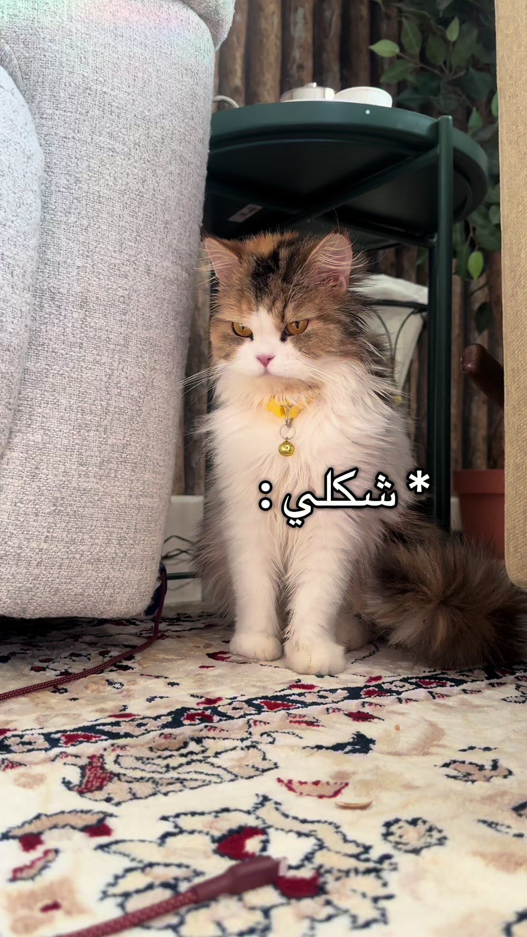 @الديموزيل ✨