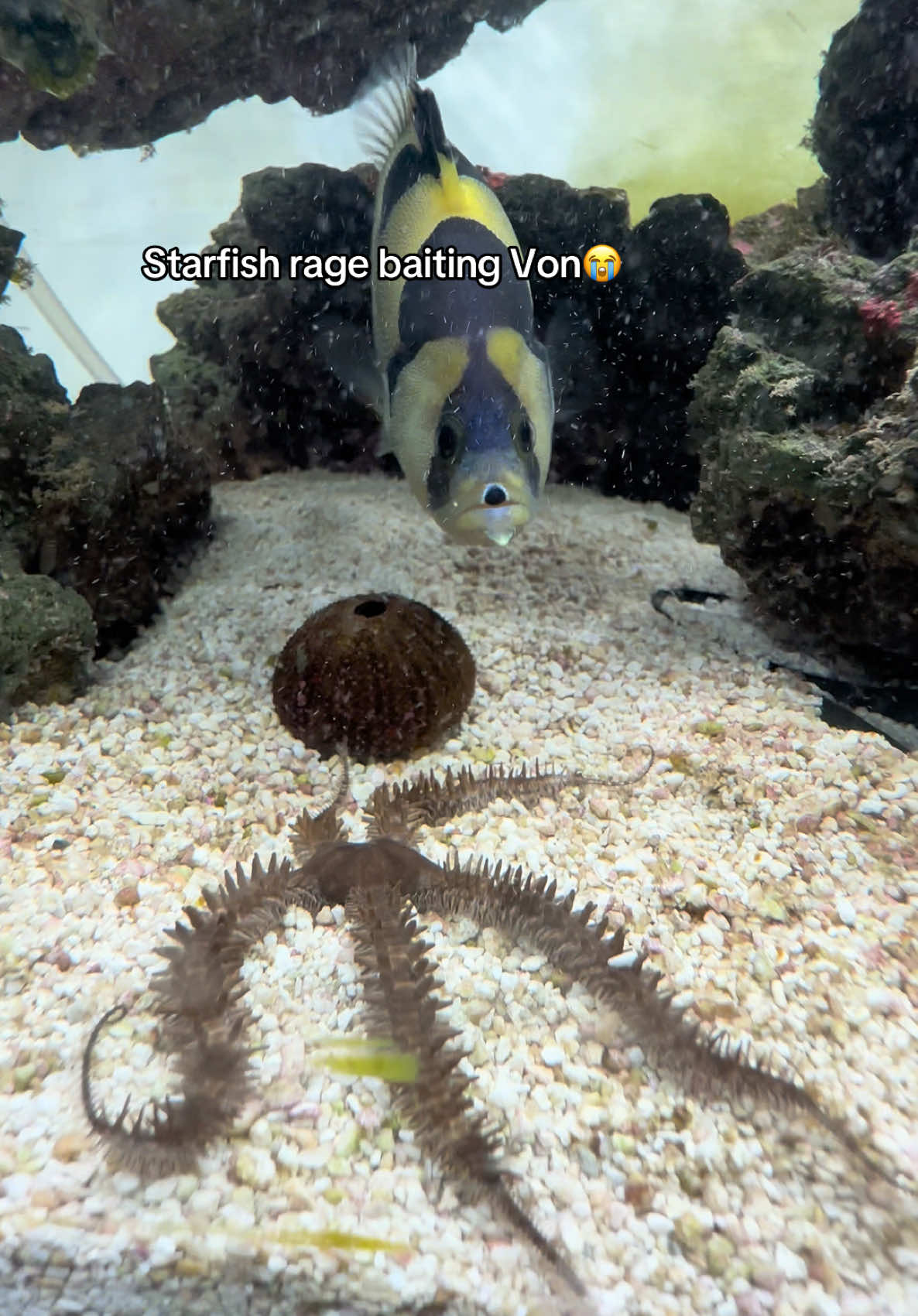 @ReefSync