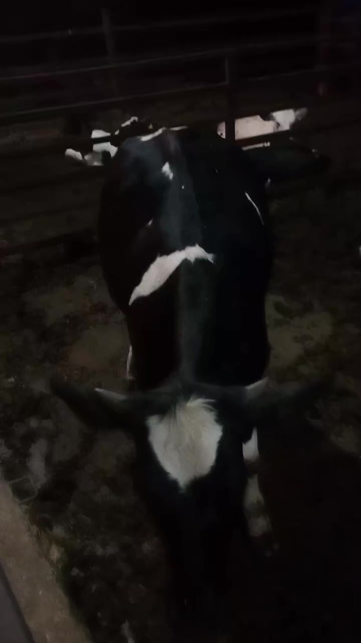 @hanım ağa