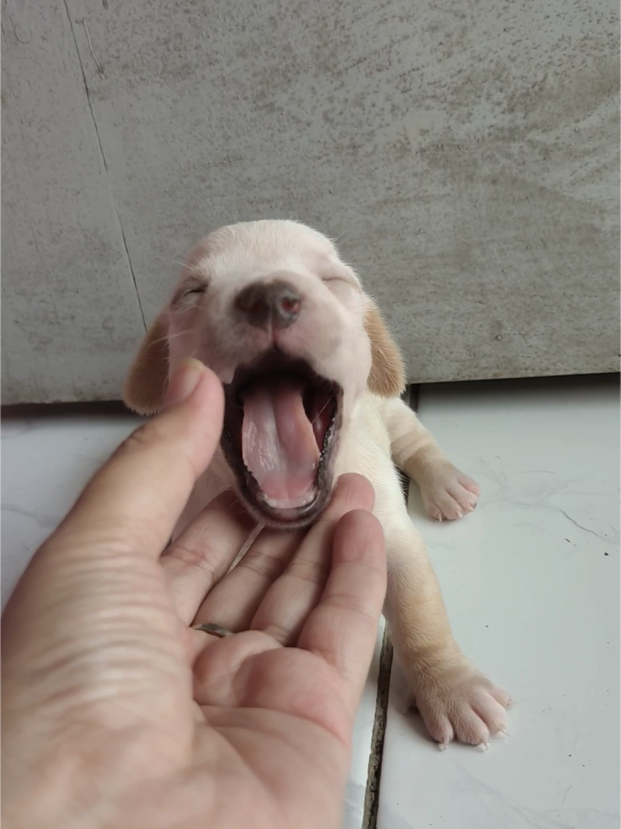 @wuffels