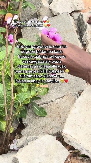 @Seygii shamso Yusuf Cade 💍