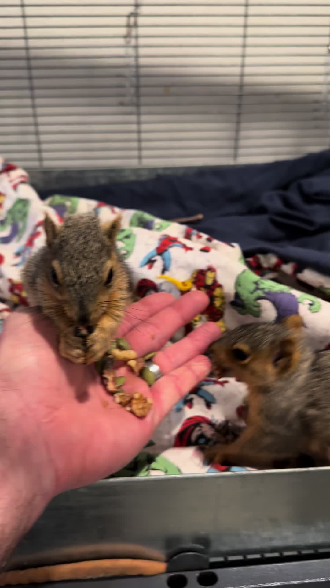 @Squirrel Guy