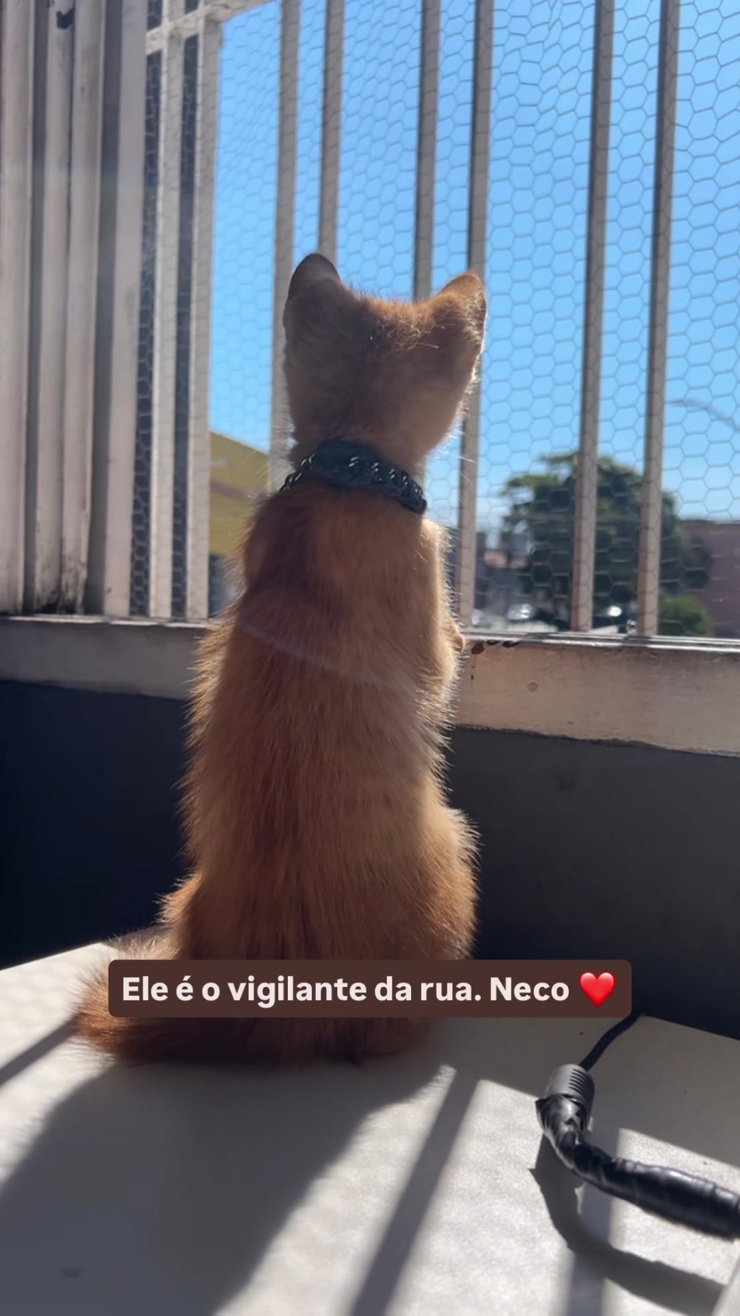 @Dina Paiva 🧩