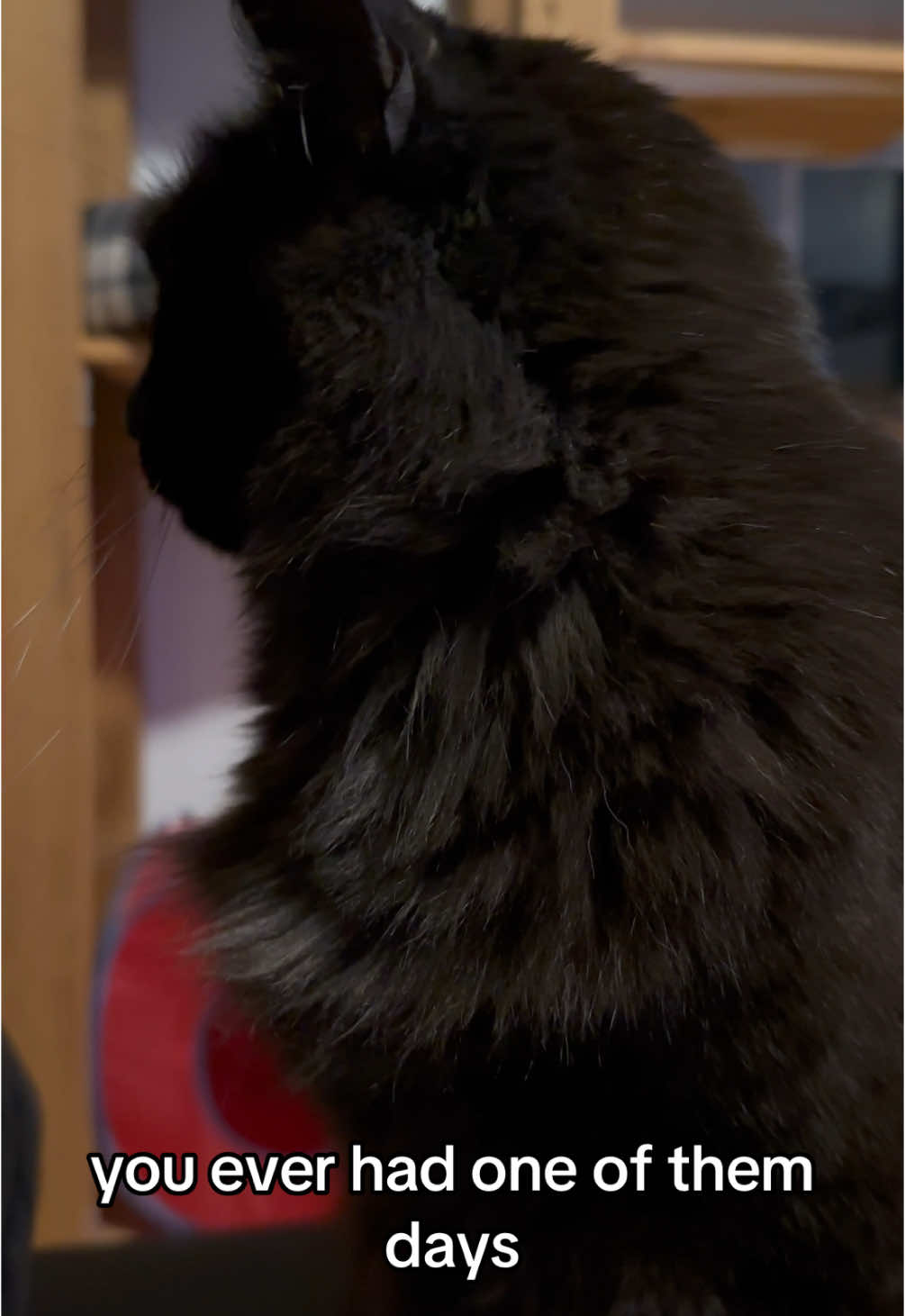 @Sir FluffyButt,the cat🇨🇦🇺🇦