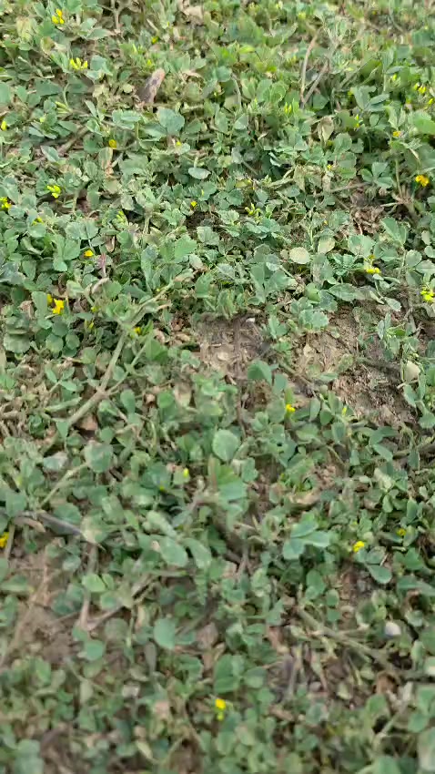 @جلنار
