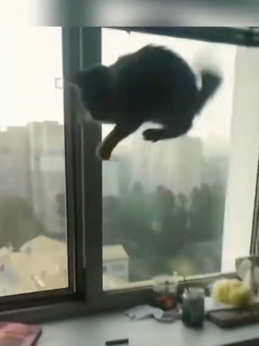 @Random Cat Stuff
