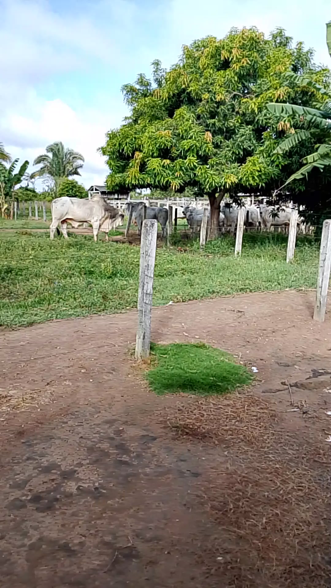 @Menina&Da roça🤠