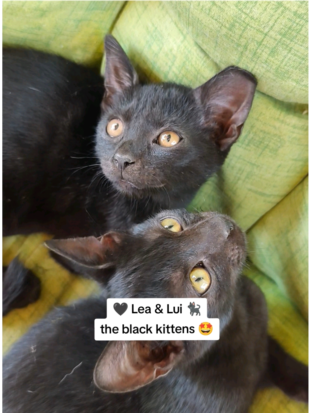 @❤️𝕃𝕦𝕟𝕒 𝕃𝕚𝕝𝕪 & 𝕃𝕖𝕠💙