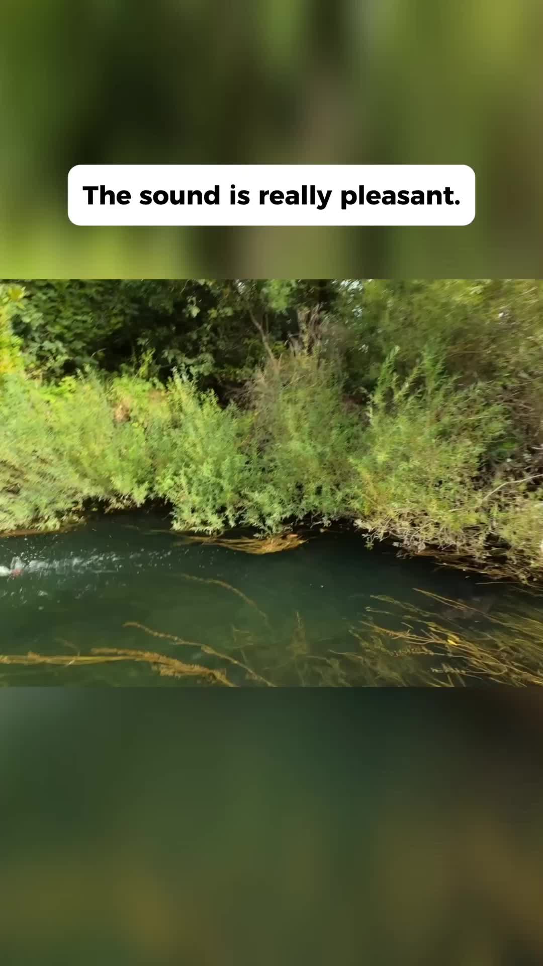 @Fish in bush 🐠