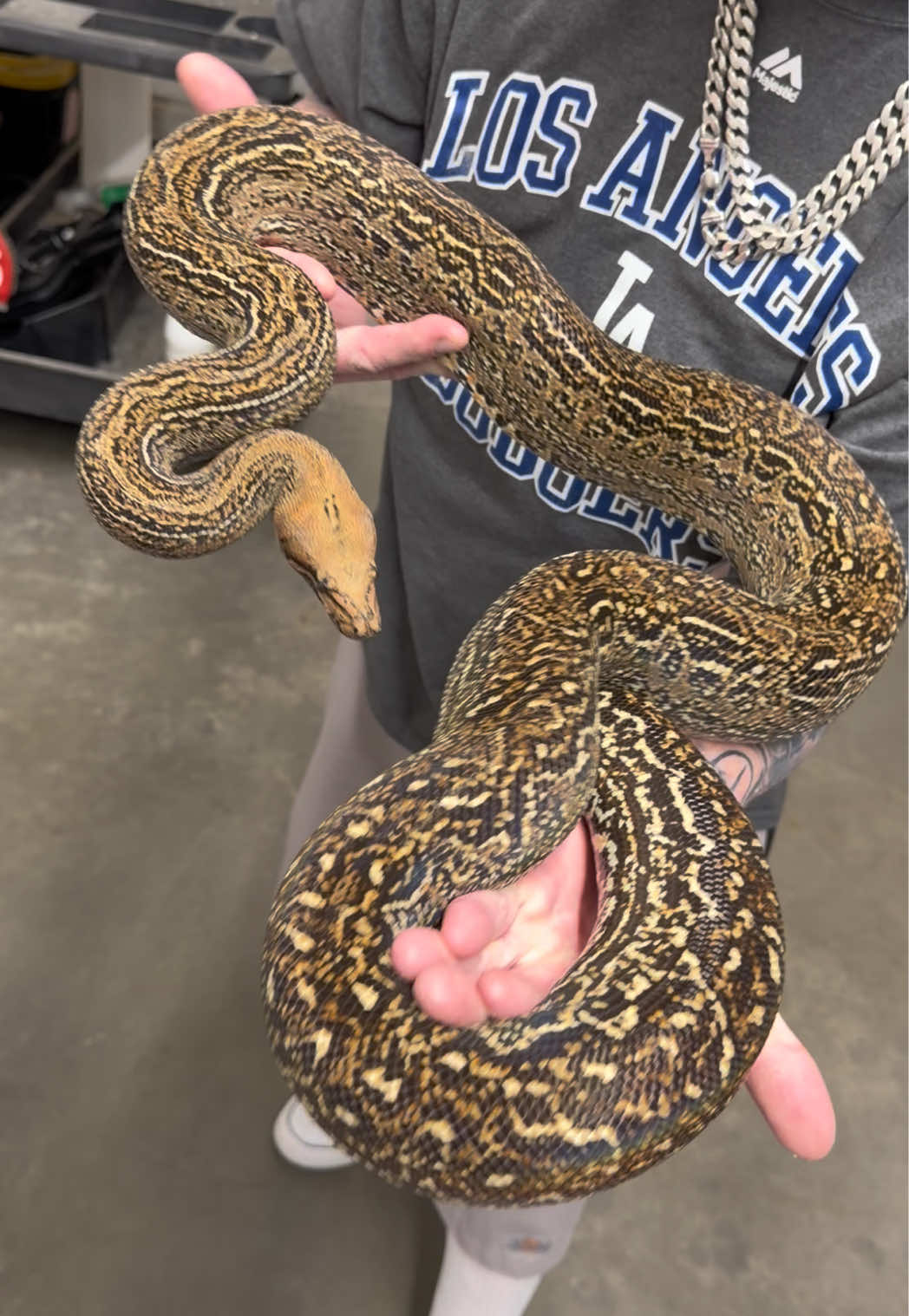 @Snake Country