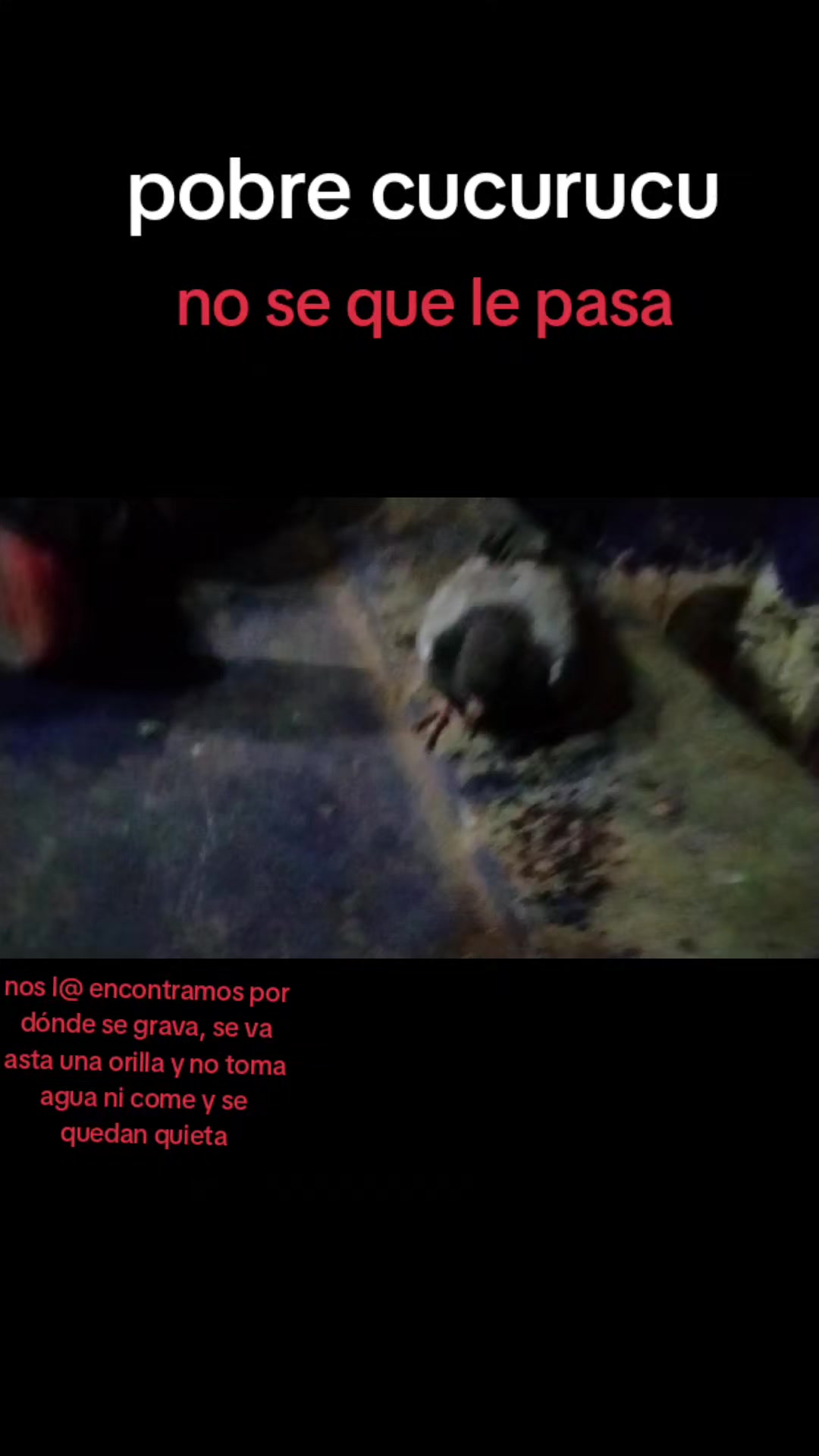 @luis crispin