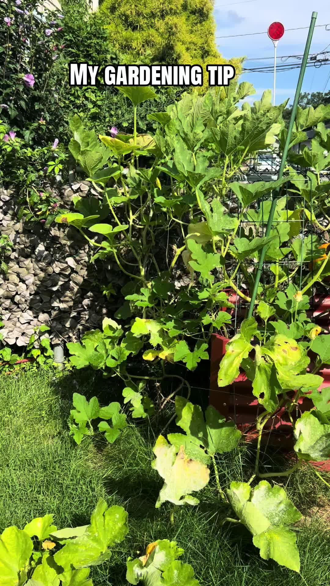 @jojo♥️autism💚garden💙dogmom