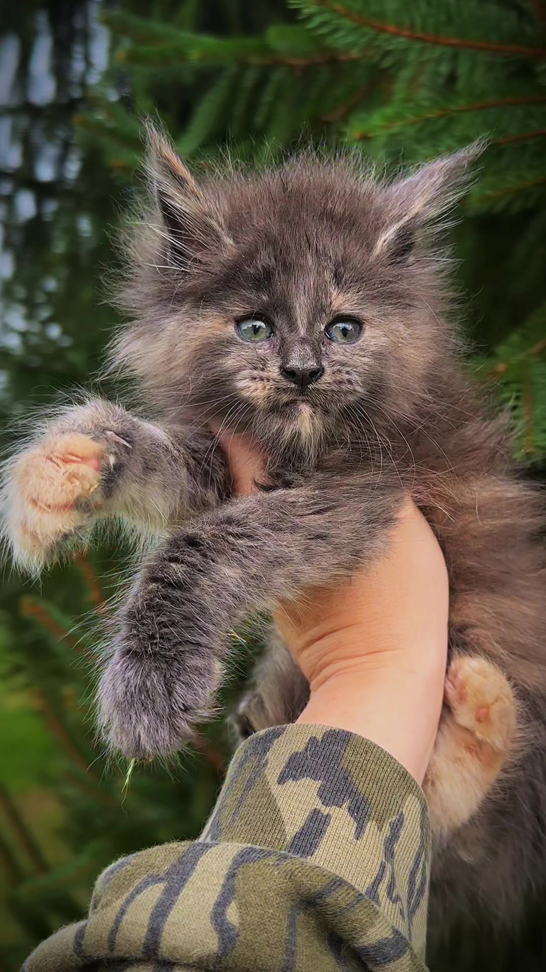 @Mossy&ensp;Cottage&ensp;Maine&ensp;Coons&ensp;🌙