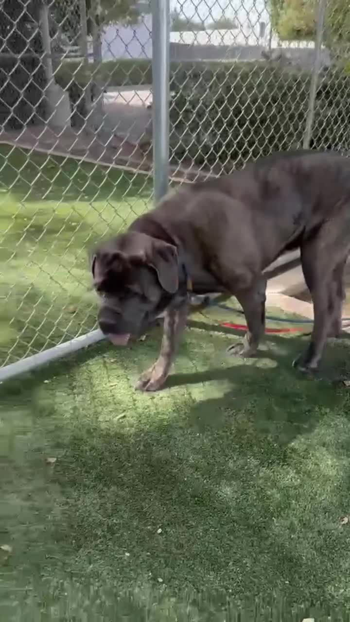 @Cane Corsos