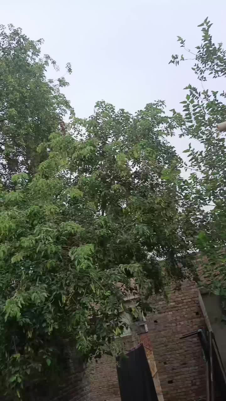 @ملک محسن کھو کھر 448