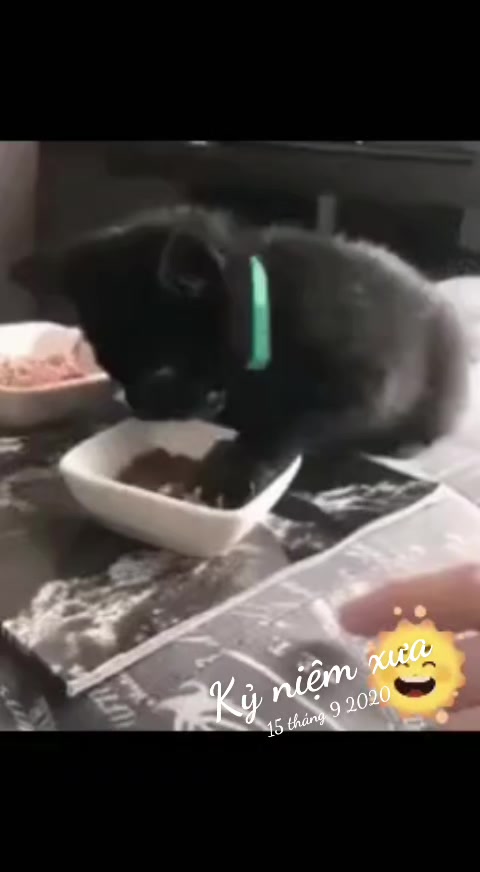 @JBN CATS
