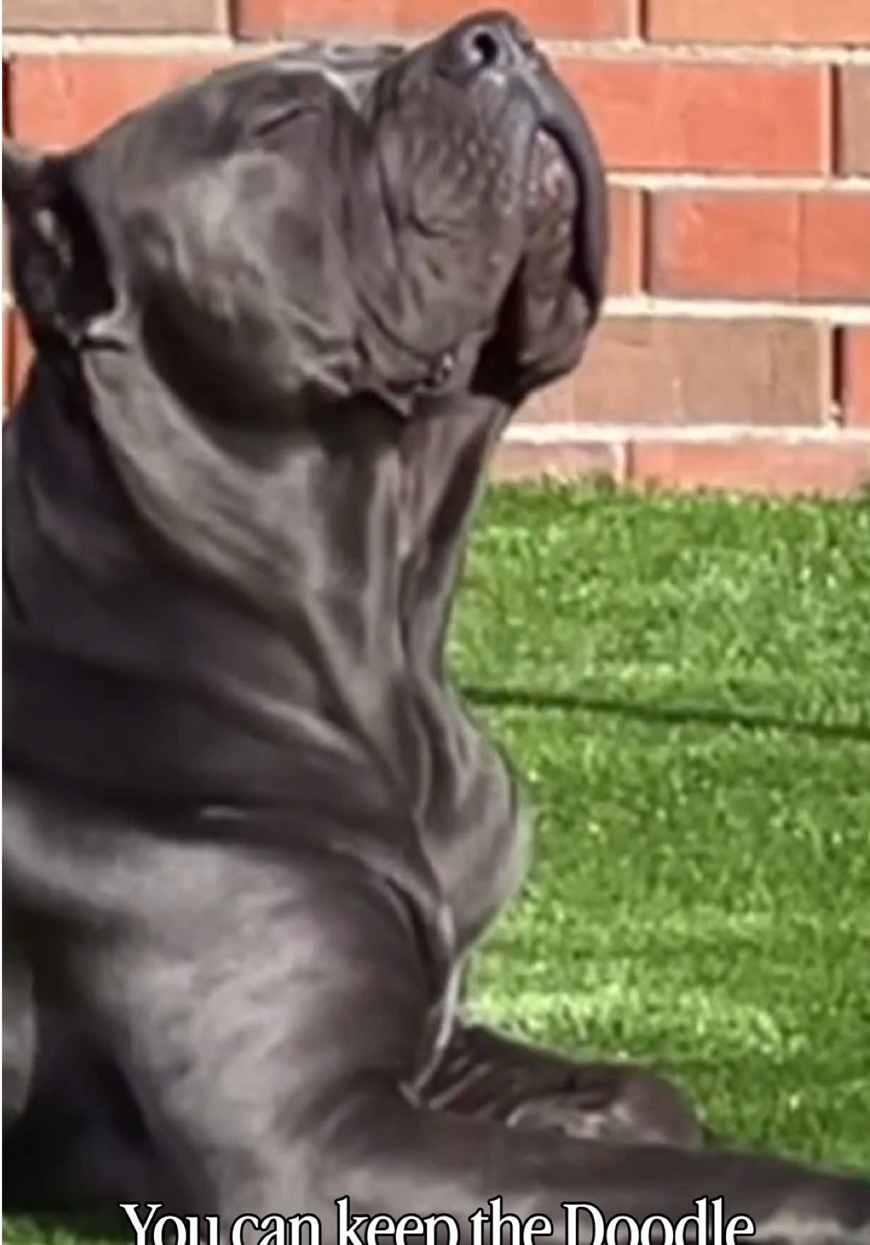 @Alistair the Cane Corso