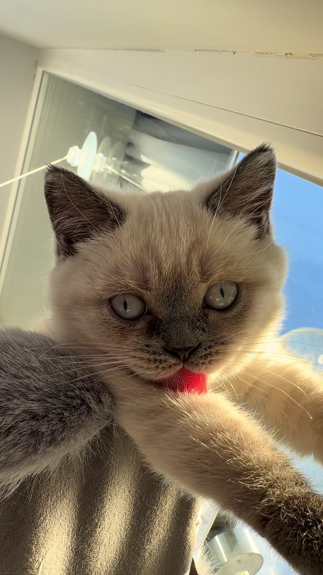 @Трускавецька киця 😻